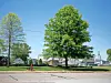 Two large trees beside a residential street with houses and a person walking in the distance.