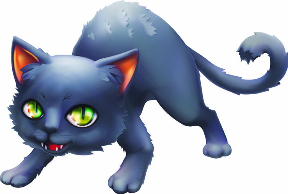 Feral Cat