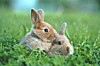 Two rabbits lying close together in green grass.
