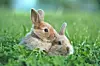 Two rabbits lying close together in green grass.