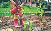 A child waters small seedlings in a garden bed using a red watering can.