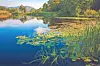 Calm lake with lily pads, reeds, and tree reflections along a wooded shoreline.