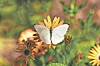 White butterfly perched on a yellow flower with other flowers blurred behind it.