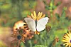 White butterfly perched on a yellow flower with other flowers blurred behind it.