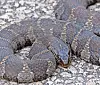 A coiled patterned snake lying on gravel.