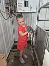 Child in red clothes holding a piglet in a narrow livestock stall with metal panels and equipment.