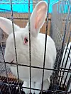 Close-up of a white rabbit inside a wire cage with a blue cover overhead.