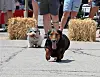 Two dogs running on a paved road with hay bales and people standing behind them.