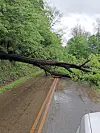 A fallen tree blocks a wet road lined with green trees after storm damage.