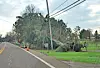Fallen trees and a leaning utility pole beside a rural road marked by orange cones.