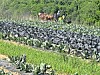 Workers standing in rows of leafy crops in a rural field.