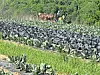 Workers standing in rows of leafy crops in a rural field.