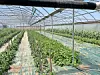 Rows of young plants inside a greenhouse with a plastic roof and irrigation tubing.