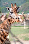 Close-up of a giraffe in an outdoor zoo setting with another giraffe out of focus behind it.