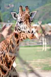 Close-up of a giraffe in an outdoor zoo setting with another giraffe out of focus behind it.