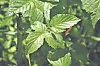 Close-up of green leaves on a plant branch with a soft blurred background.