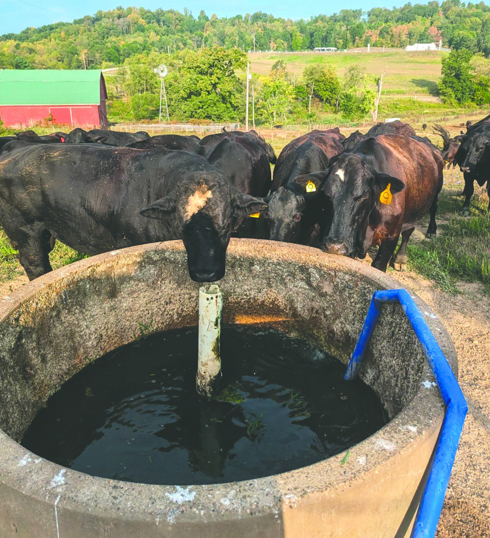 Photo Courtesy of Tracy LoganCows surround a water trough that dried up due to the lack of rainfall on a Rolling Ridge Angus farm in southern Carroll County. Owners Calvin and Tracy Logan have been hauling water daily for about two months for the livestock.