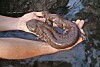 Hands holding a small shark above dark rocky water.