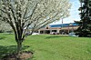 A flowering tree in a grassy area in front of a low building with cars parked nearby.