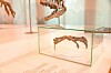 A fossilized dinosaur skeleton displayed inside a glass museum case.