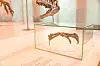 A fossilized dinosaur skeleton displayed inside a glass museum case.