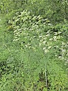 White wildflowers growing among tall green plants and shrubs outdoors.