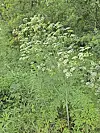 White wildflowers growing among tall green plants and shrubs outdoors.
