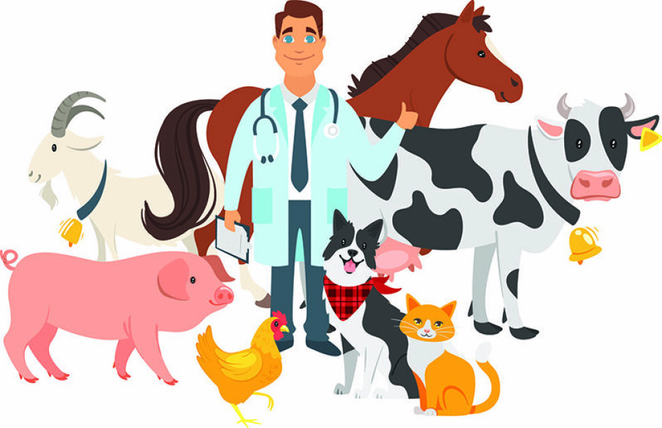Animal City