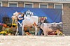 12 compete for 2026 Tuscarawas County Fair king and queen