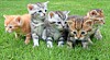 The Humane Society of Harrison County outlines services, volunteer needs