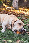 Carroll County Animal Protection League dinner is Oct. 24