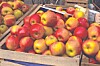 St. Jacob’s Lutheran Church apple dumpling sale begins Oct. 11