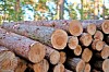 Dover forestry meeting to cover successful timber sales
