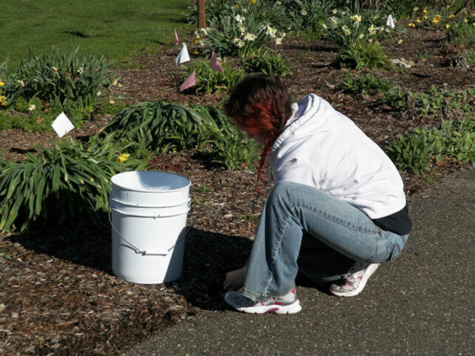 Annual clean-up held at Lake Park Susan Swartzentruber is pictured pulling weeds at the Friends of the Park annual clean-up day, Saturday, April 8. Jen Jones | Beacon