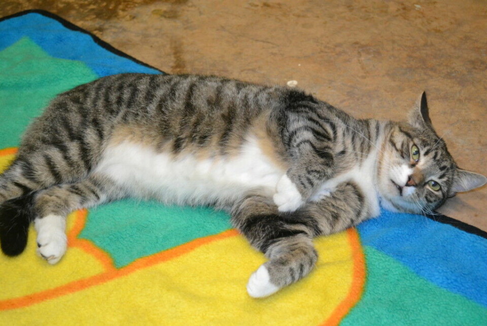 Coshocton County Animal Shelter celebrates 50 years