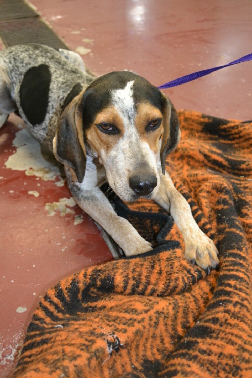 Coshocton County Animal Shelter celebrates 50 years