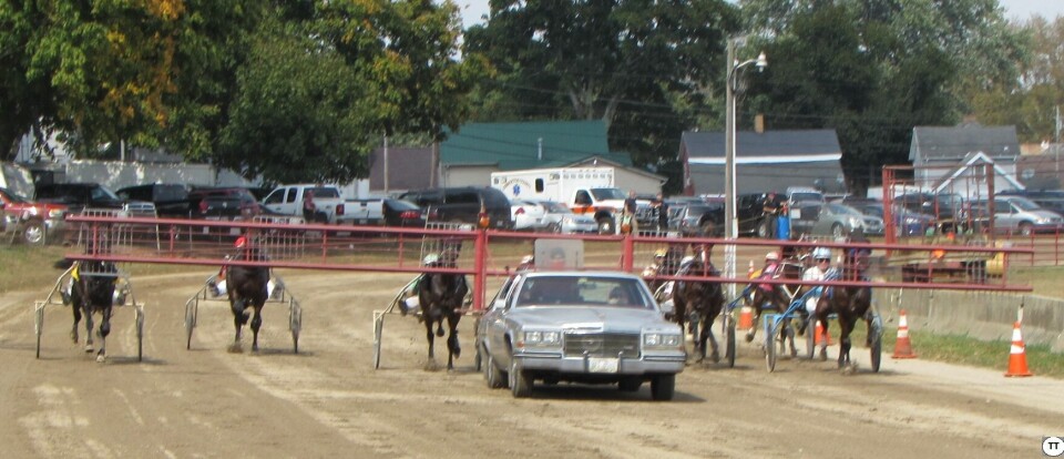 Harness racing can be viewed online