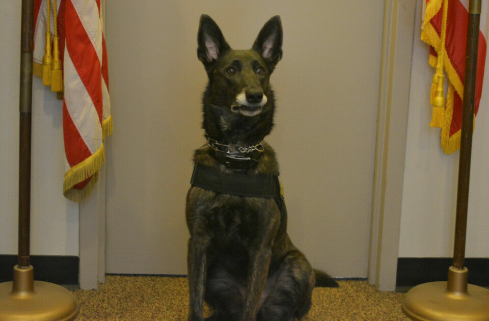 Sheriff’s office hoping to add second K-9 Deputy Henata has been with the Coshocton County Sheriff’s Office for two and a half years and Sheriff Tim Rogers said they are hoping to add a second K-9 to their force. Josie Sellers | Beacon