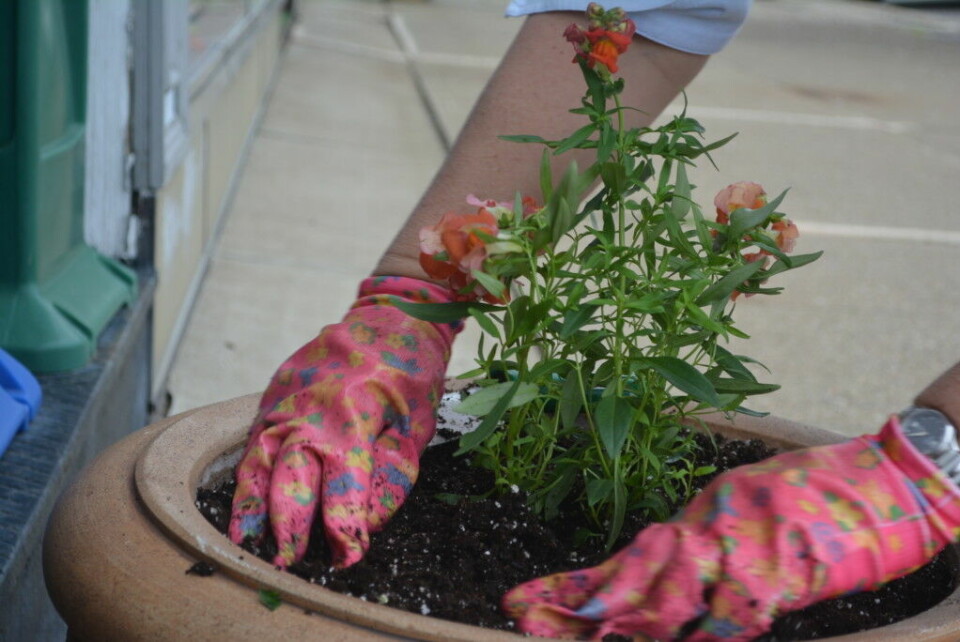 Help Coshocton is Blooming spruce up the community, impress judges Flower pots are starting to bloom with color thanks to volunteers from Coshocton is Blooming. Josie Sellers | Beacon