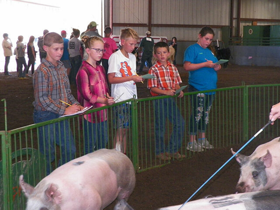 Livestock judging contest teaches youth what judges look for
