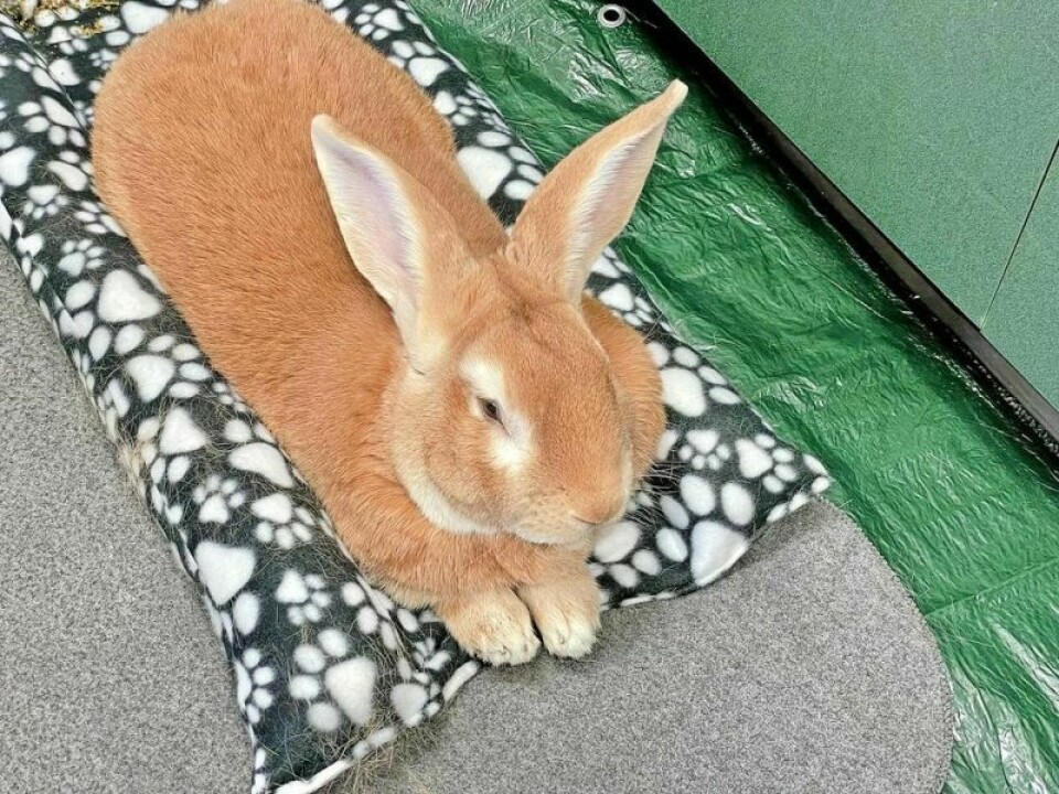 Tucker, a Flemish bunny, will be at the Bolivar Branch Library on Thursday, Oct. 17 and Nov. 21 at 6 p.m. Kids can read books to a dog or bunny