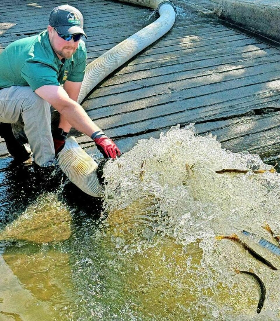 Muskies are stocked by the Division of Wildlife at nine locations statewide. 20,000 muskellunge stocked across many Ohio lakes