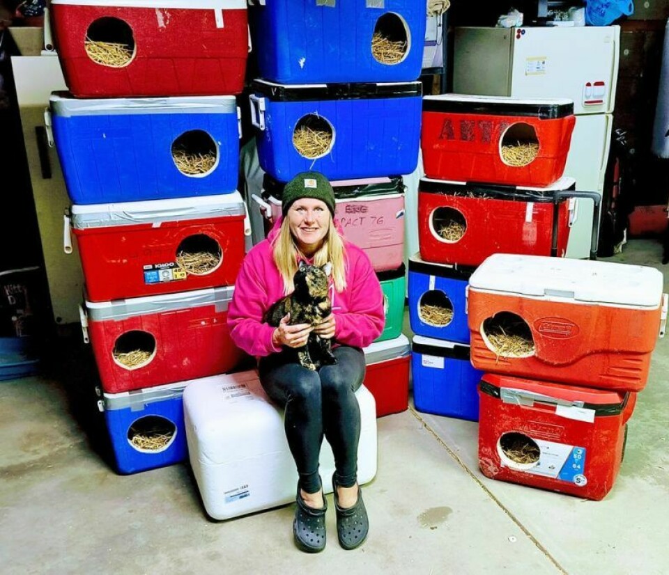 For Lindsay Bailey of New Philadelphia, it began when her cat Tiger went missing two years ago. Helping cats that live outside