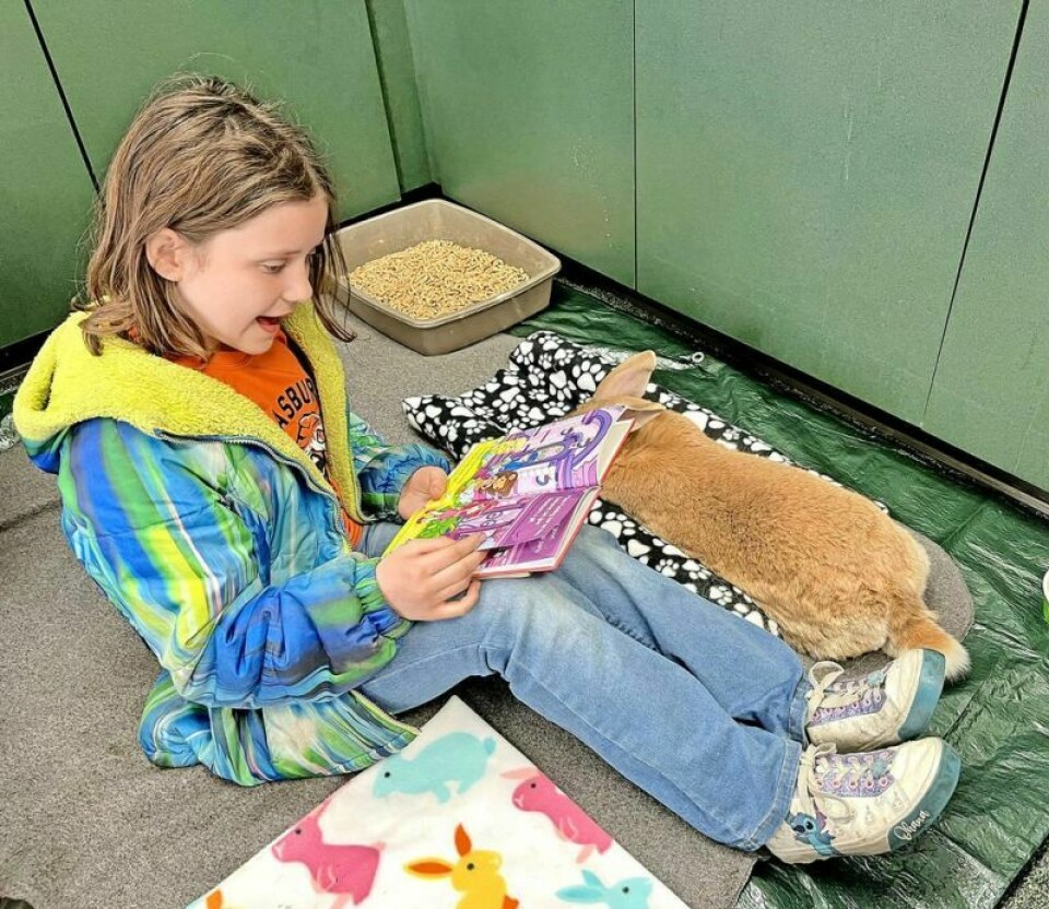 Lilly Stewart reads from “Strawberry Shortcake” to a Flemish Giant rabbit during Bolivar Library's Reading with Rabbits program. Hop on over to the Bolivar Library for Reading with Rabbits