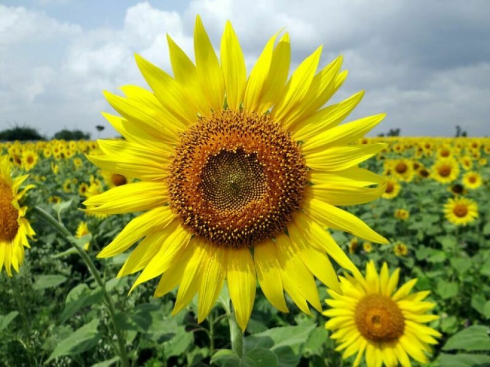 The Sunflower Festival will return to Coshocton County with a calendar of events that stretches throughout three weekends in August. Sunflower Festival returns to Coshocton