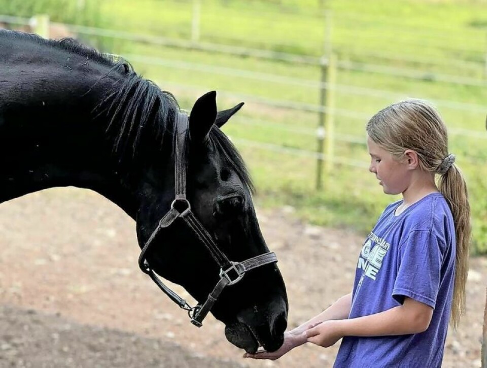 Star is a 16-year-old horse recently rescued by This Old Horse Sanctuary, an organization established in 2023 to take in and care for horses. A Star is born: local horse sanctuary rescues animal in need