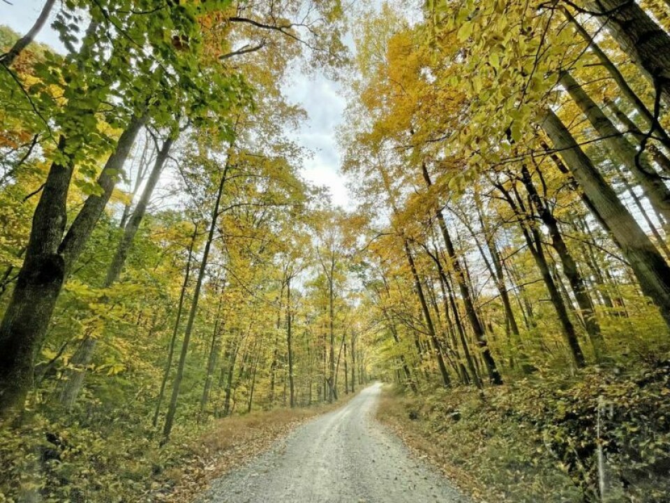 Locals have been traveling to Panther Hollow, near Saltillo in Holmes County, for years, where the road going through reveals beautiful scenery during the day. Taking the trip at night, however, is a completely different story. Happy Halloween — Spooky myths and legends live on at Panther Hollow