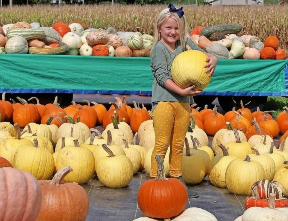 Lyric Shearn, 4, of New Philadelphia checks out the pumpkins at Boltz Family Farms in 2021. Countryside Creative Fest holds first festival Sept. 7