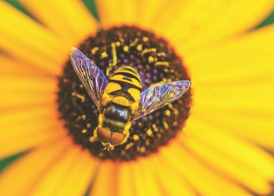 Jennifer Ison, associate professor of biology at The College of Wooster, will speak about Ohio bumblebees in a free lecture at the annual Friends of the Library fall meeting on Oct. 12, to be held in Bruch Hall at First Presbyterian Church, 621 College Ave., Wooster. Oct. 12 FOL lecture on Ohio bumblebees