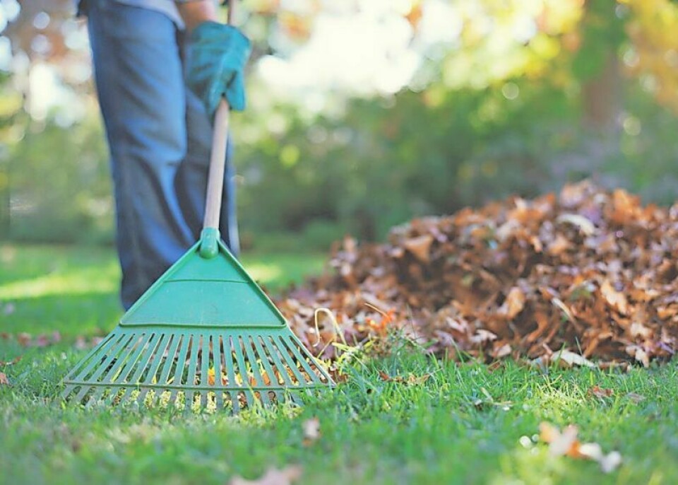 Leaf collection in Millersburg will begin Oct. 30. Leaf collection starting in Millersburg